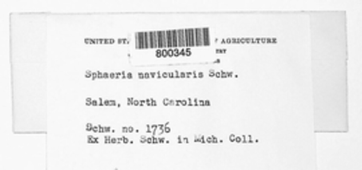 Sphaeria navicularis image